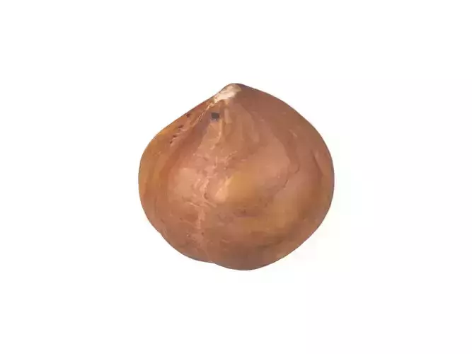Photorealistic Hazelnut Kernel 3D Scan 3D model