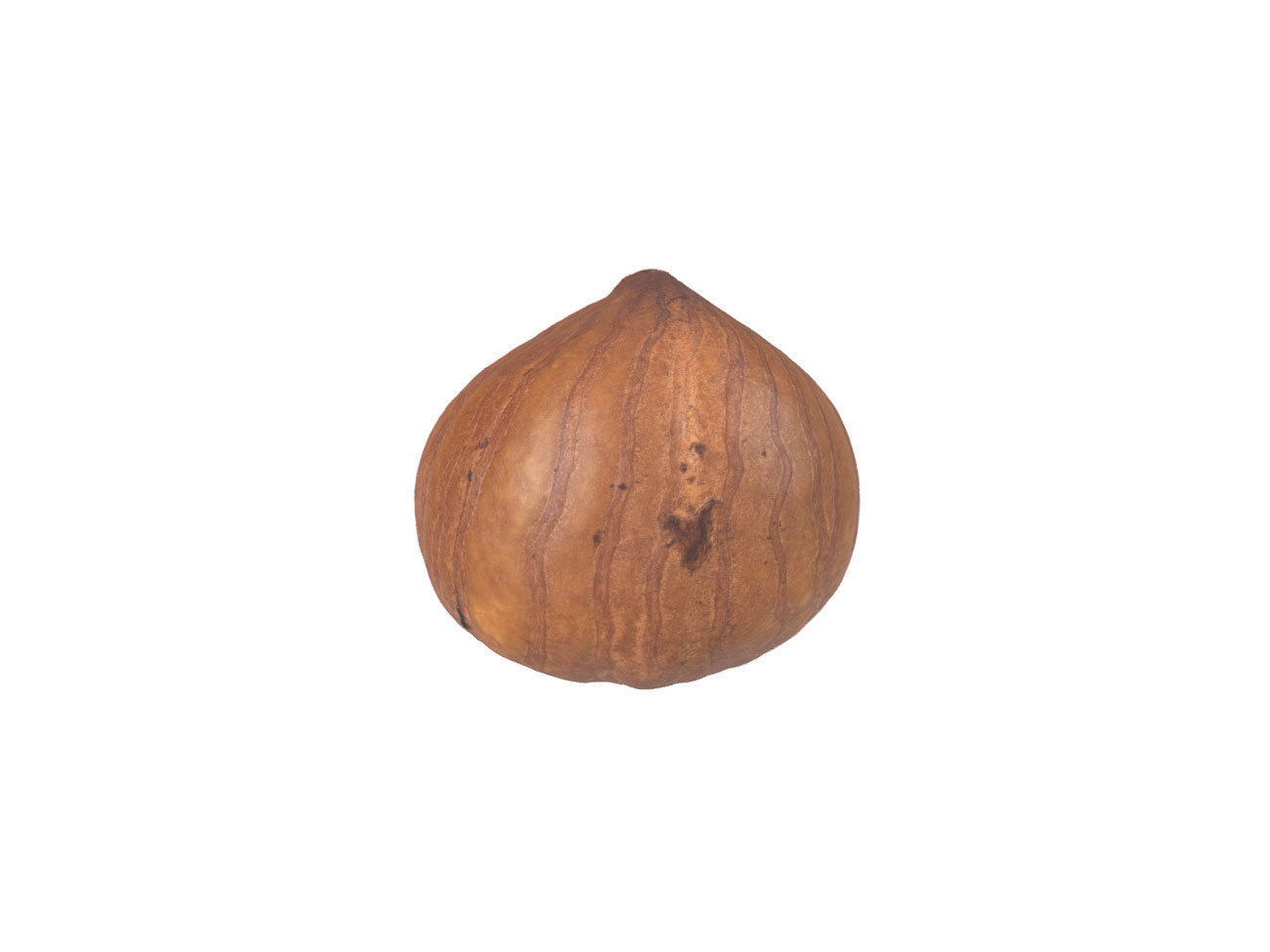 Photorealistic Hazelnut Kernel 3D Scan 3D model_6