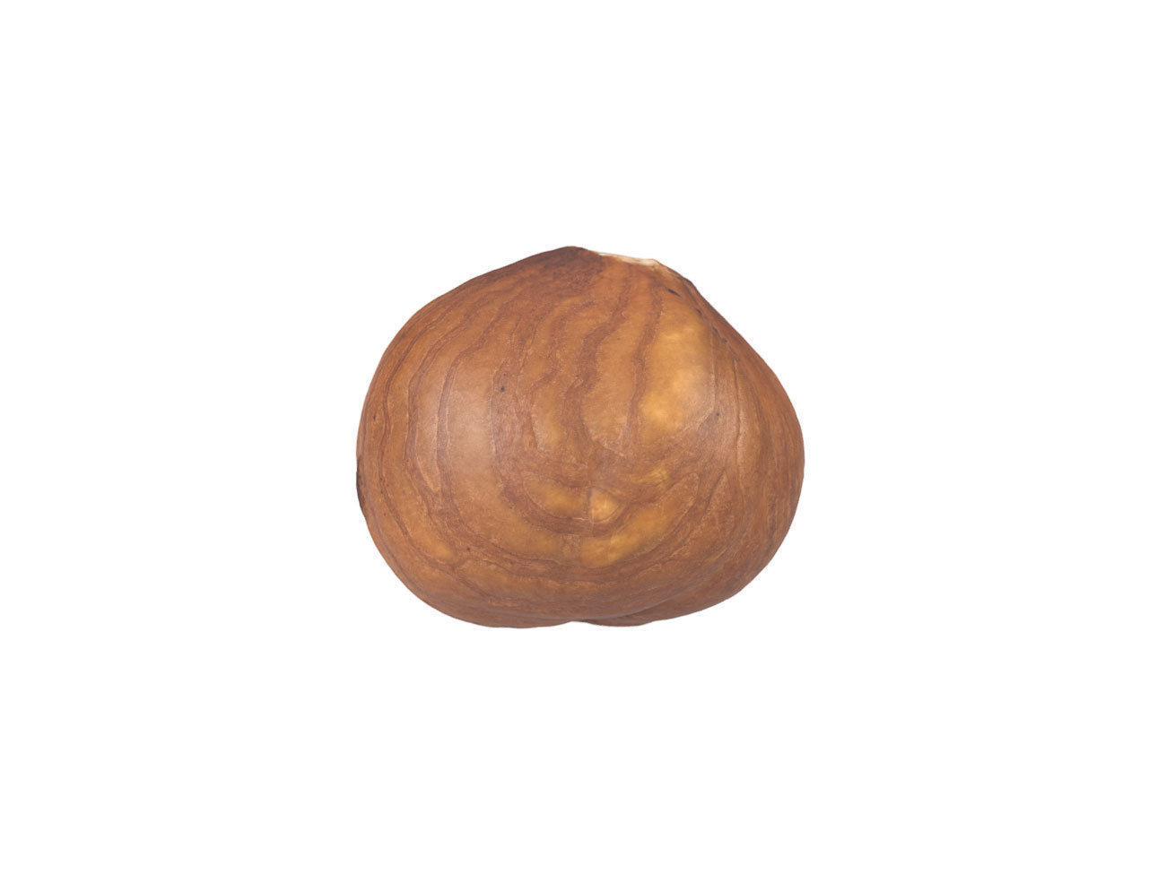 Photorealistic Hazelnut Kernel 3D Scan 3D model_3