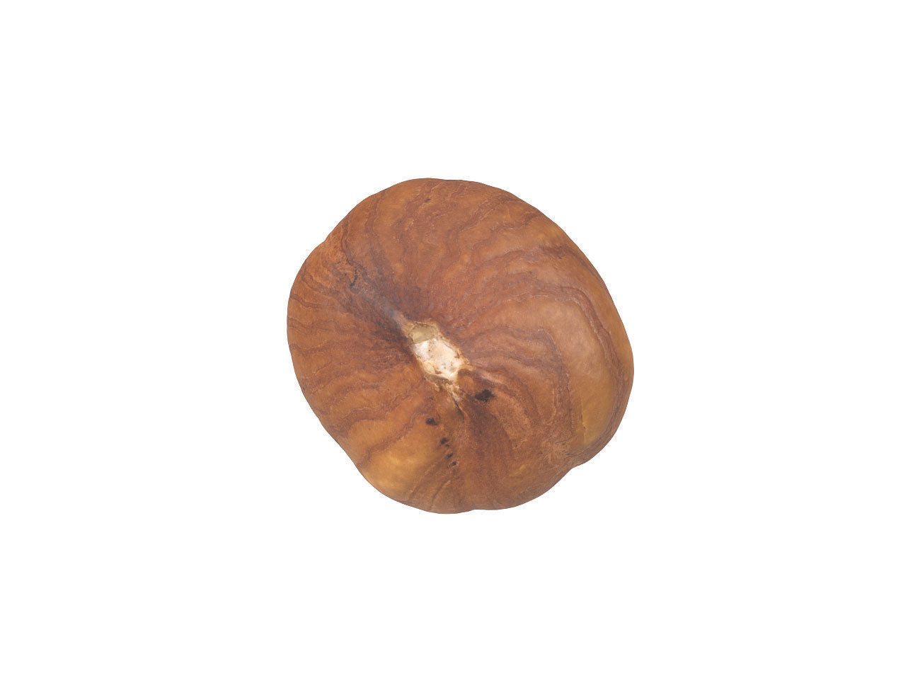 Photorealistic Hazelnut Kernel 3D Scan 3D model_1