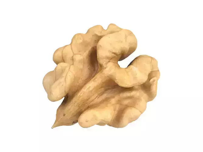 Photorealistic Walnut Kernel 3D Scan 3D model