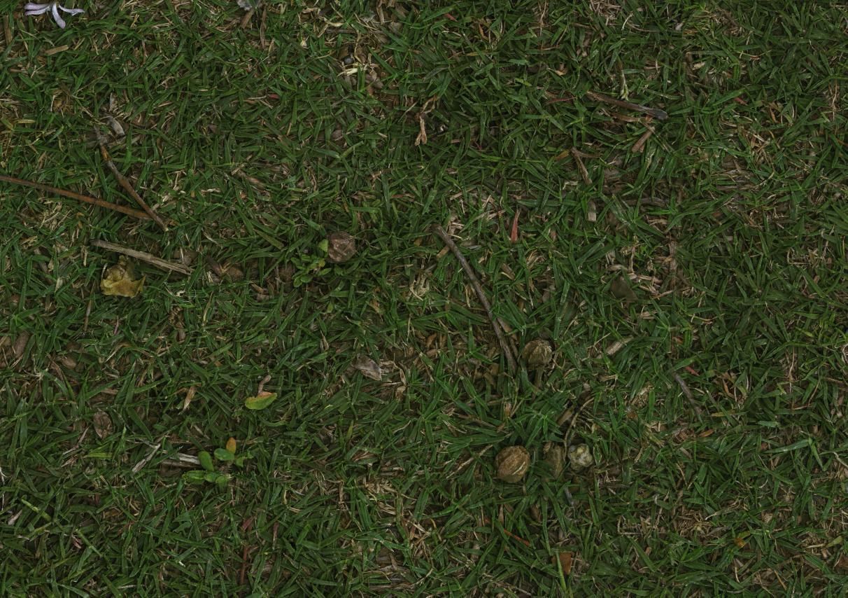Grass Uncut Texture_2