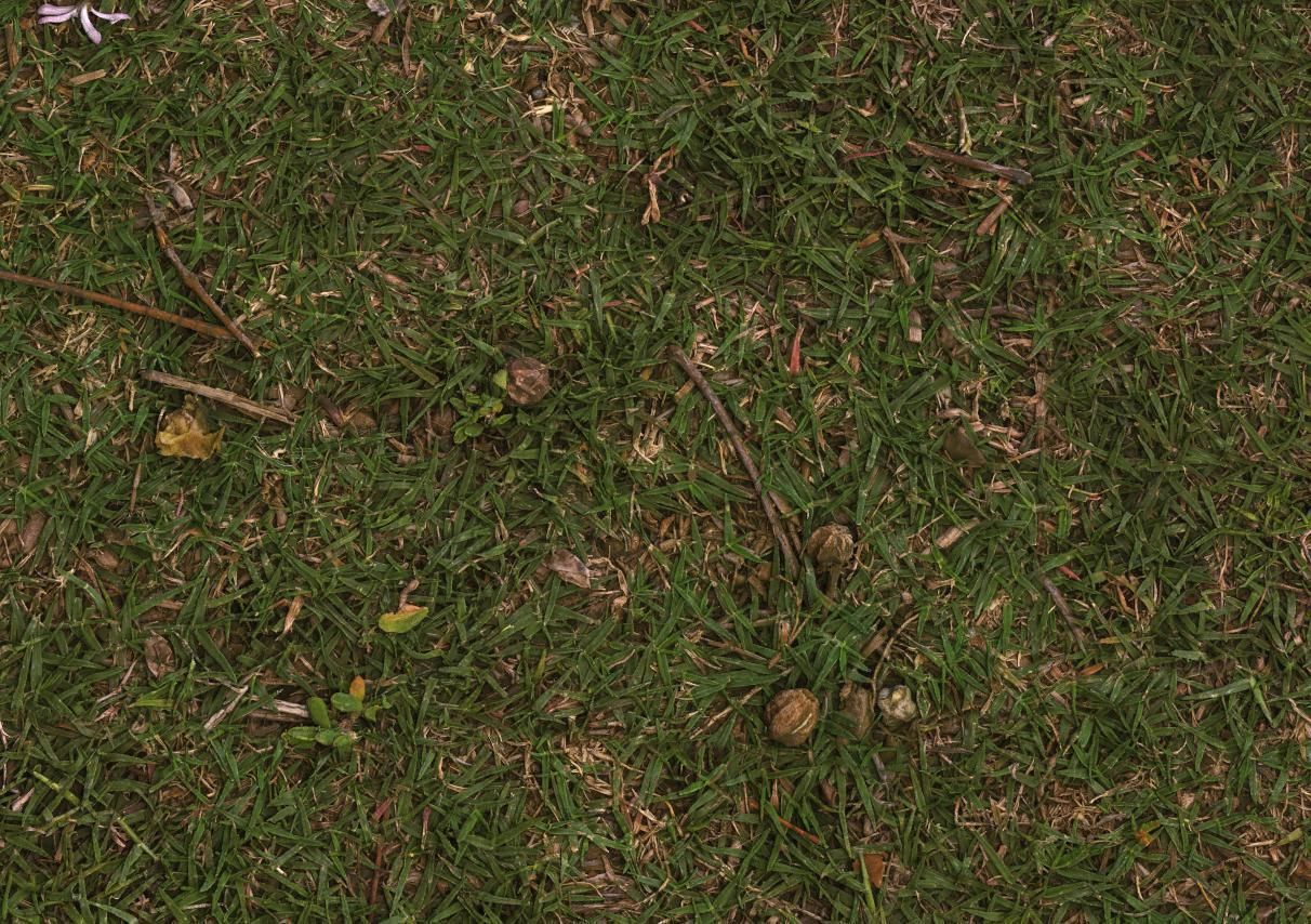 Grass Uncut Texture_1