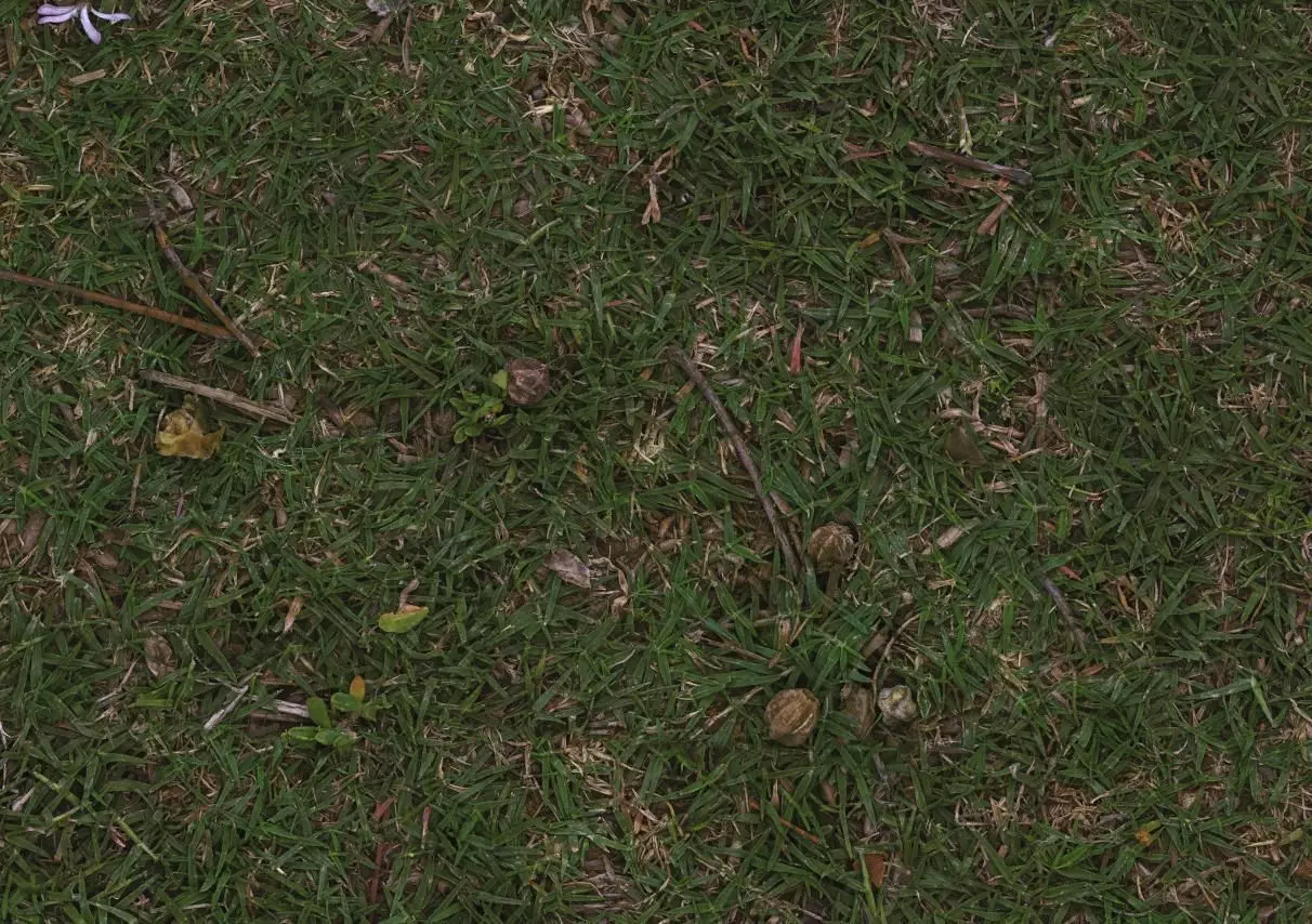Grass Uncut Texture_0