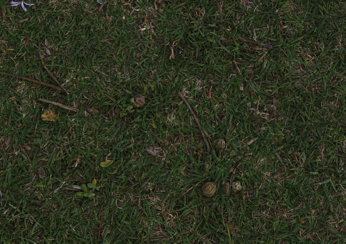 Grass Uncut Texture_3