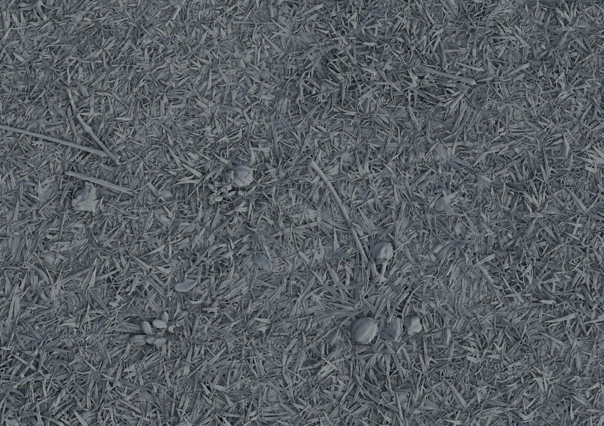 Grass Uncut Texture_4