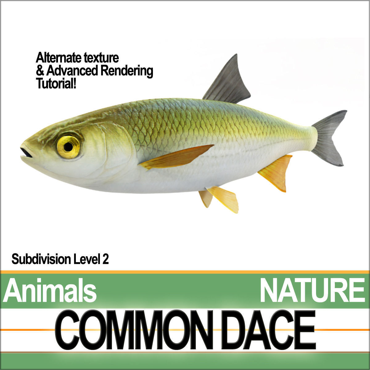Common Dace 3D model_2