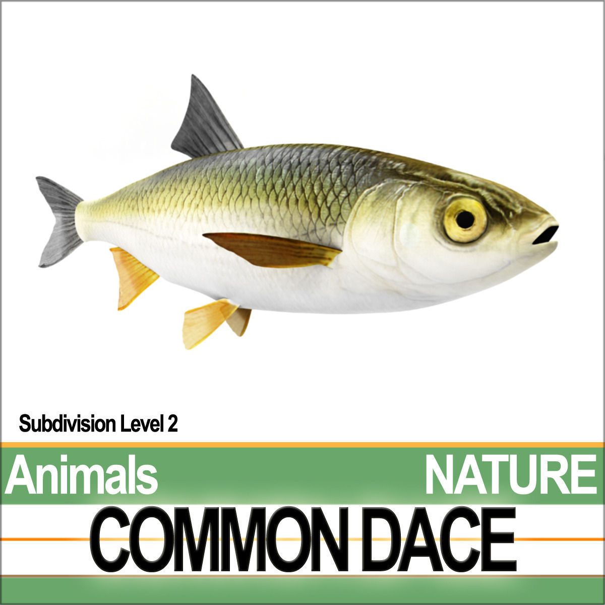 Common Dace 3D model_4