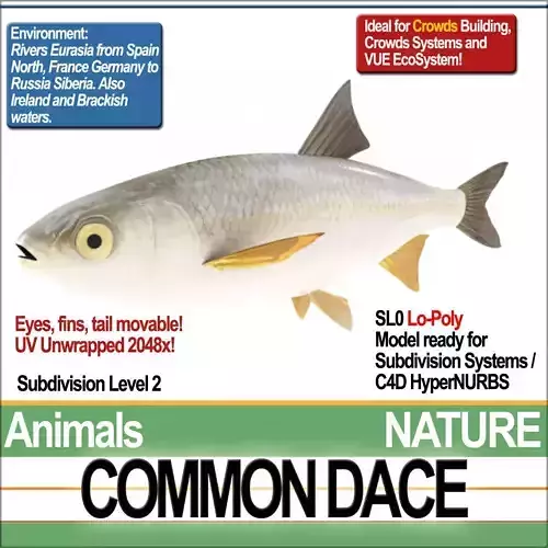 Common Dace 3D model