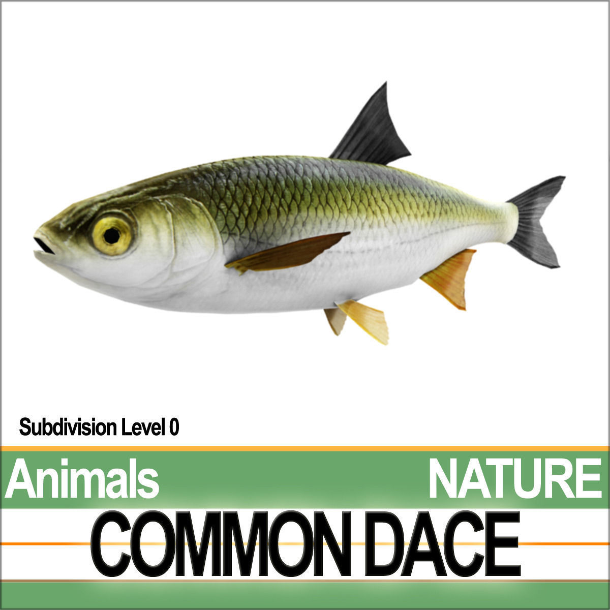 Common Dace 3D model_3