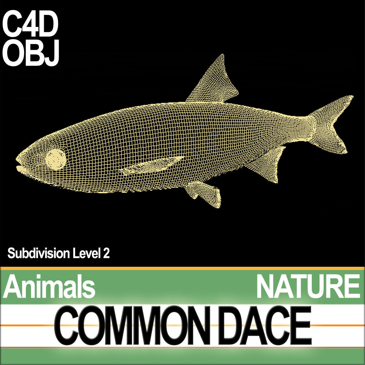 Common Dace 3D model_7