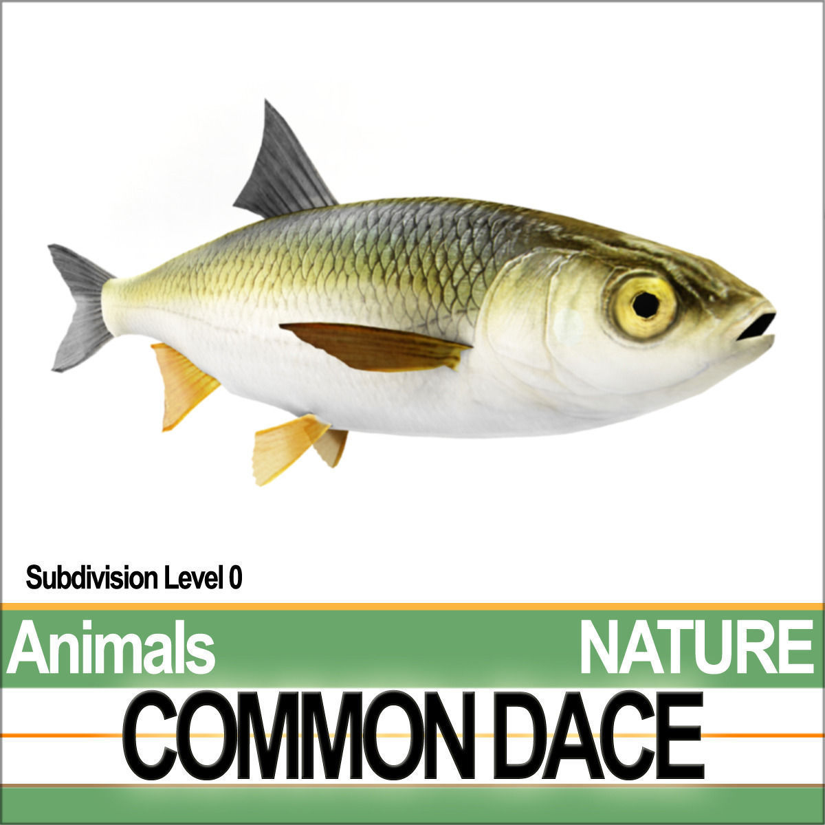Common Dace 3D model_1