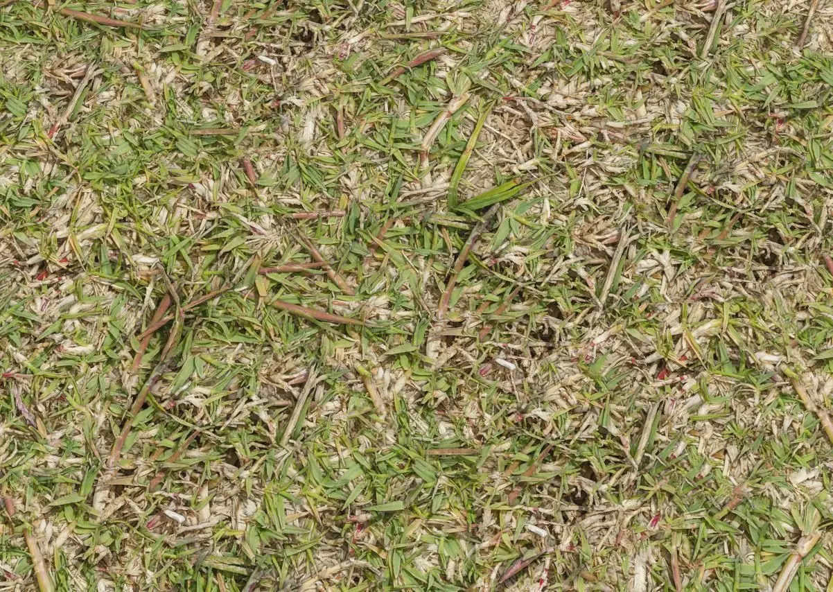 Short Grass Texture
