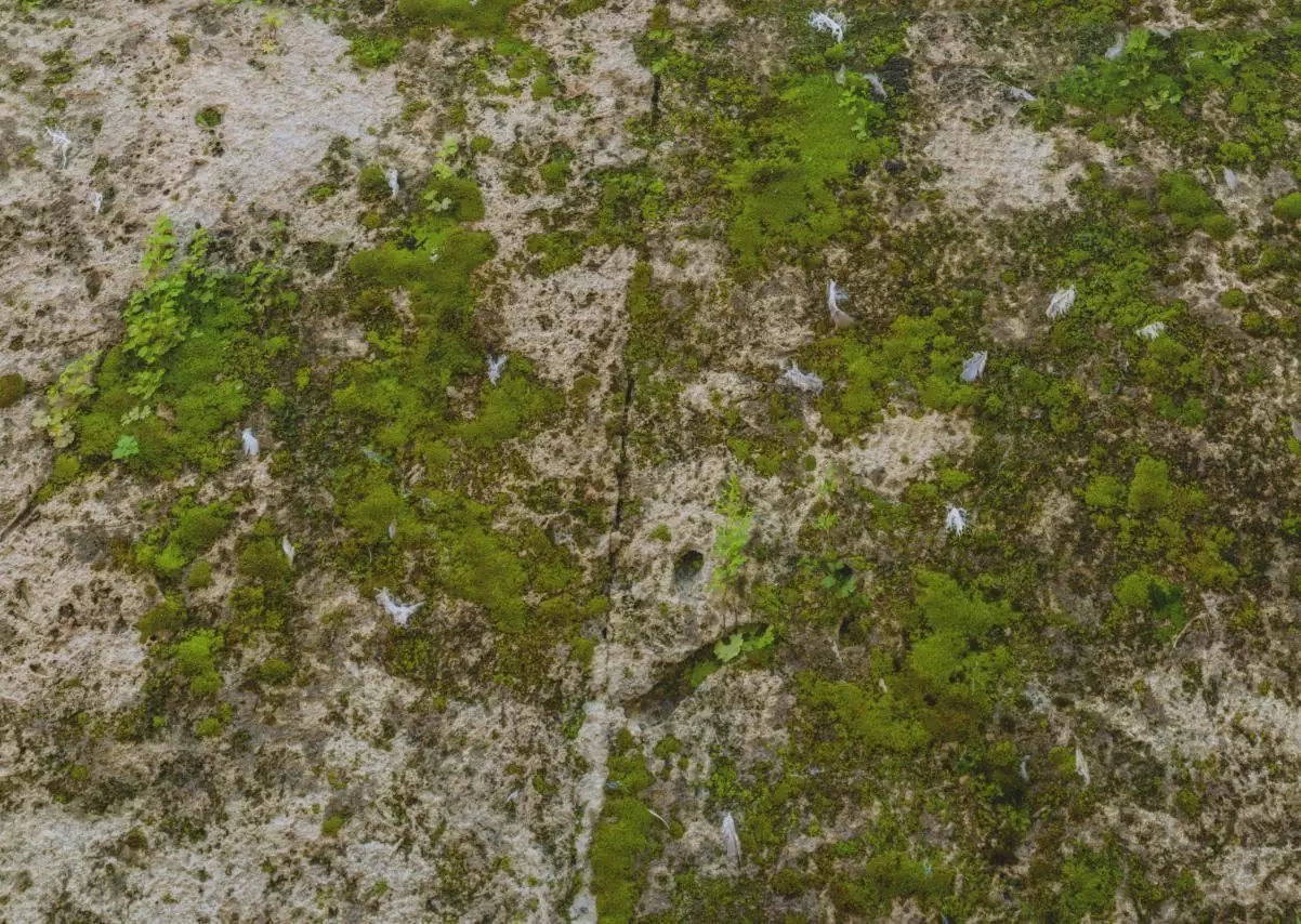 Stone Moss Texture_0