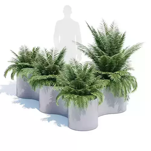 Helmut fern planter
