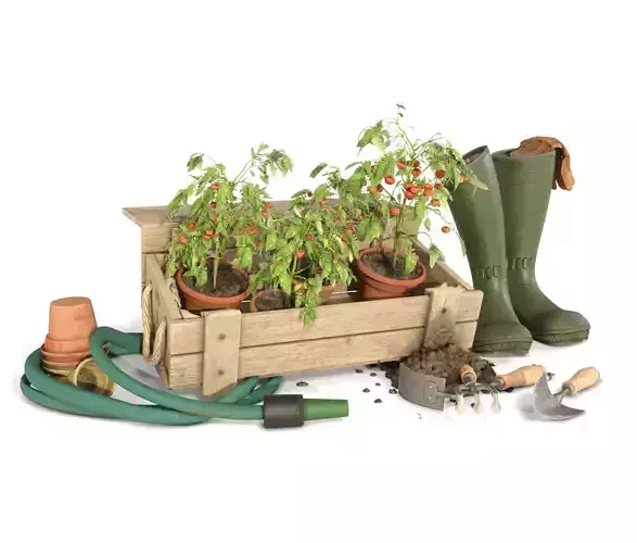 Tomato Plant Garden 3D model