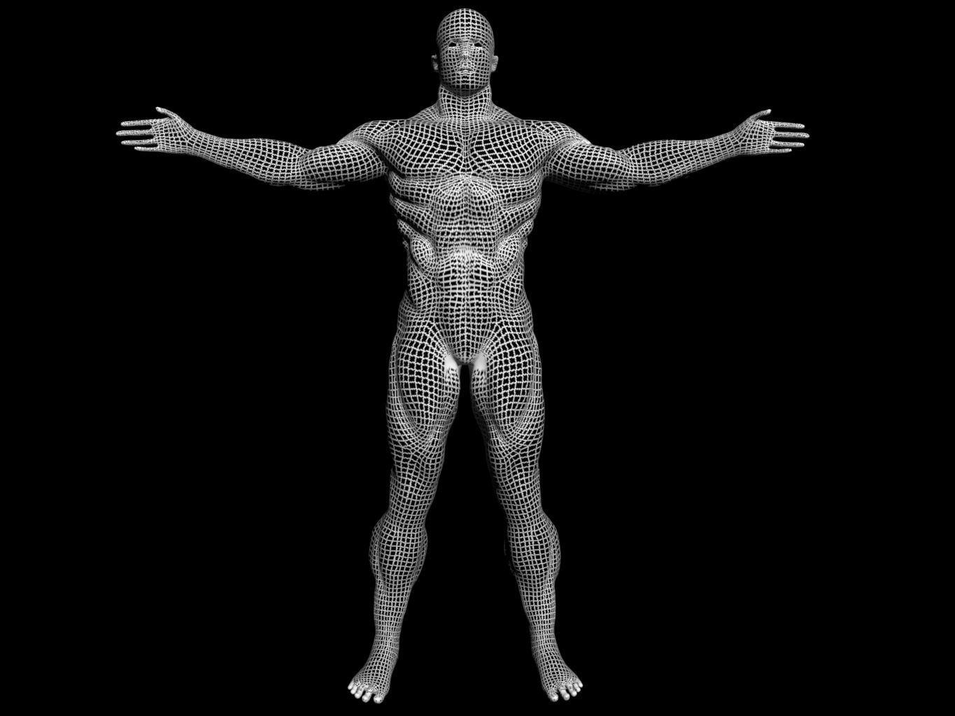 male body Free 3D model_1