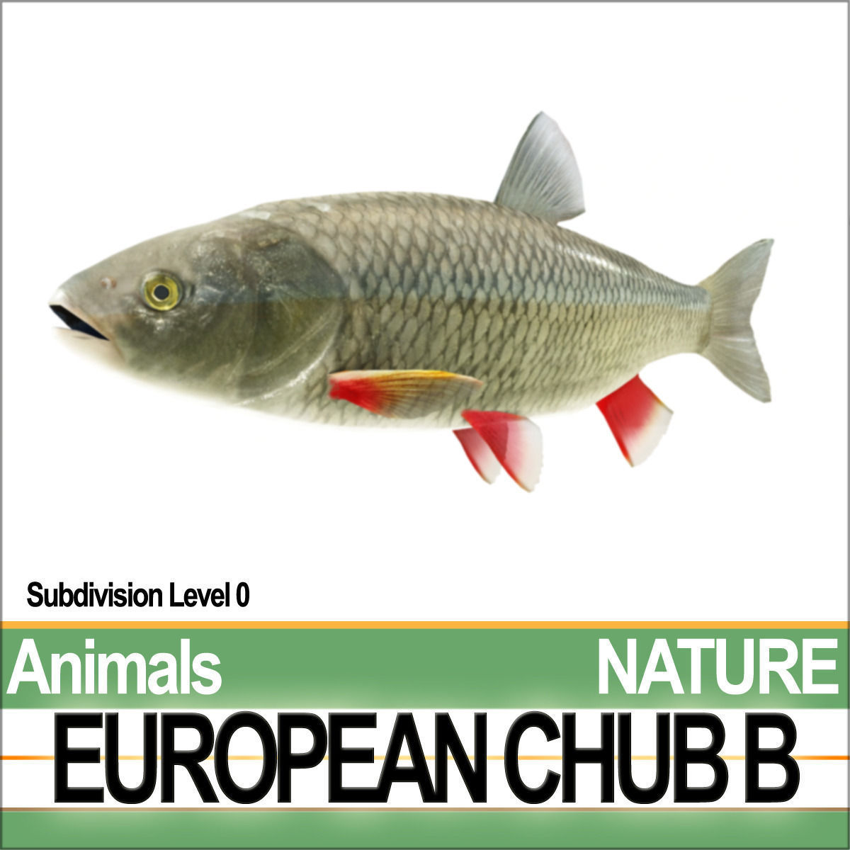 European Chub B 3D model_3