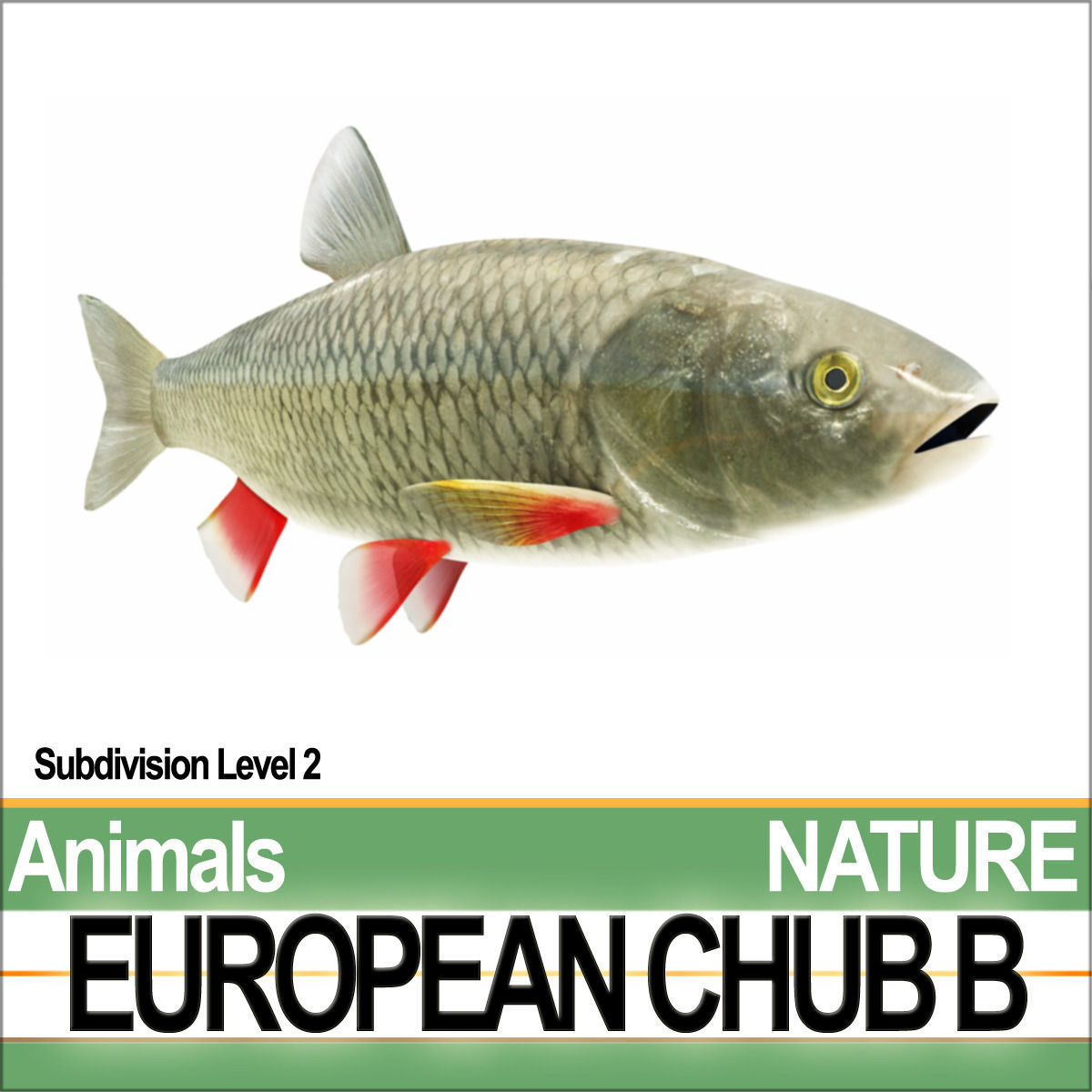 European Chub B 3D model_1
