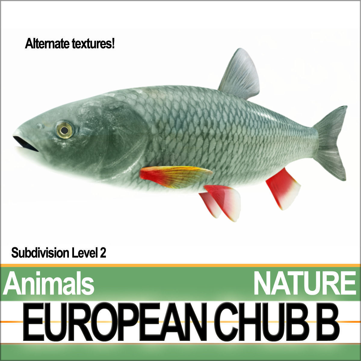European Chub B 3D model_2