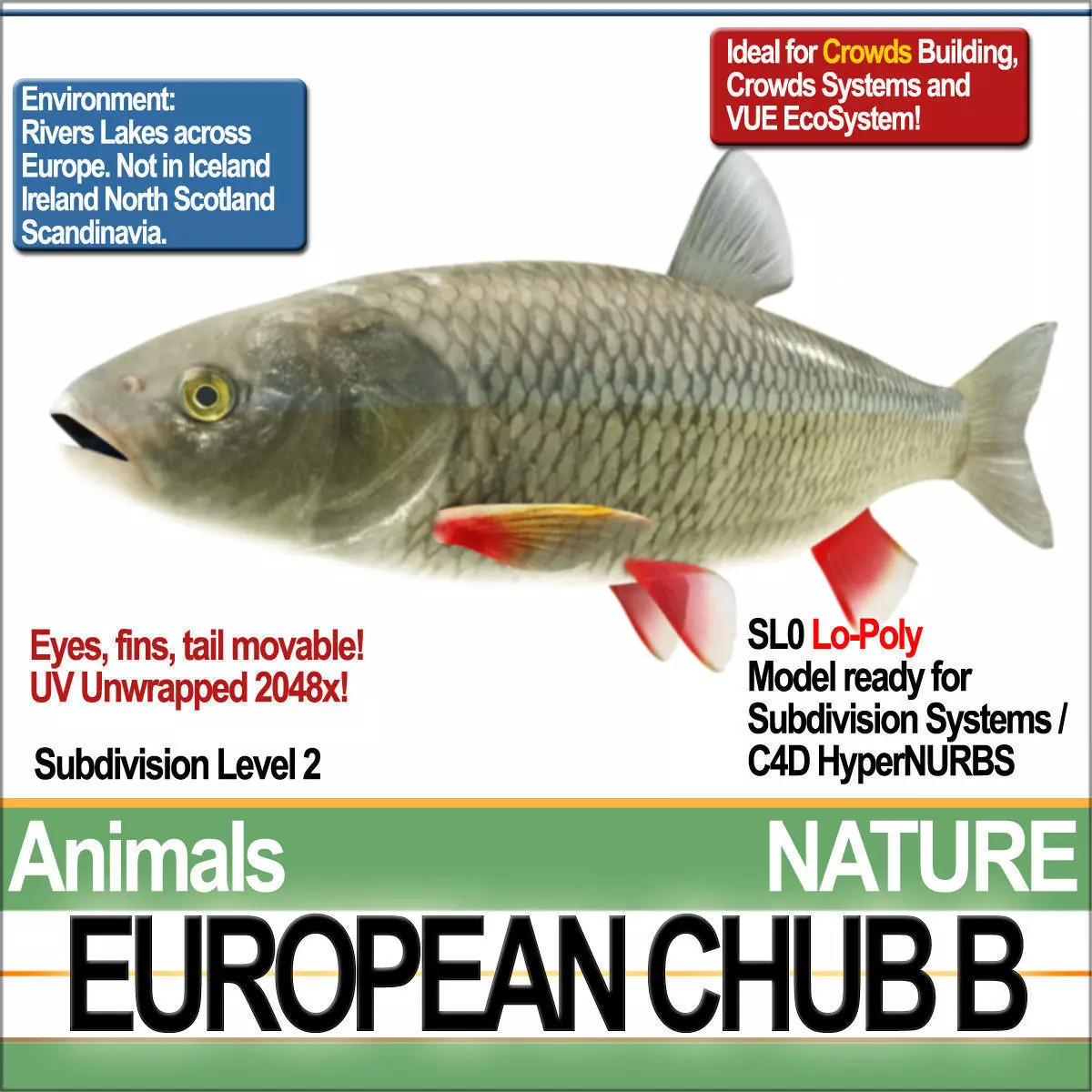 European Chub B 3D model_0