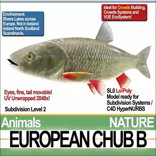 European Chub B 3D model