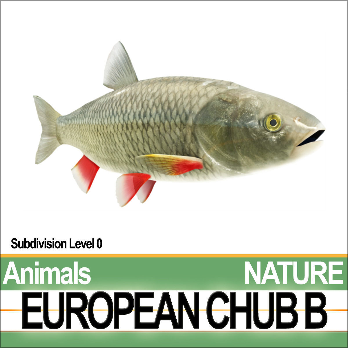 European Chub B 3D model_4