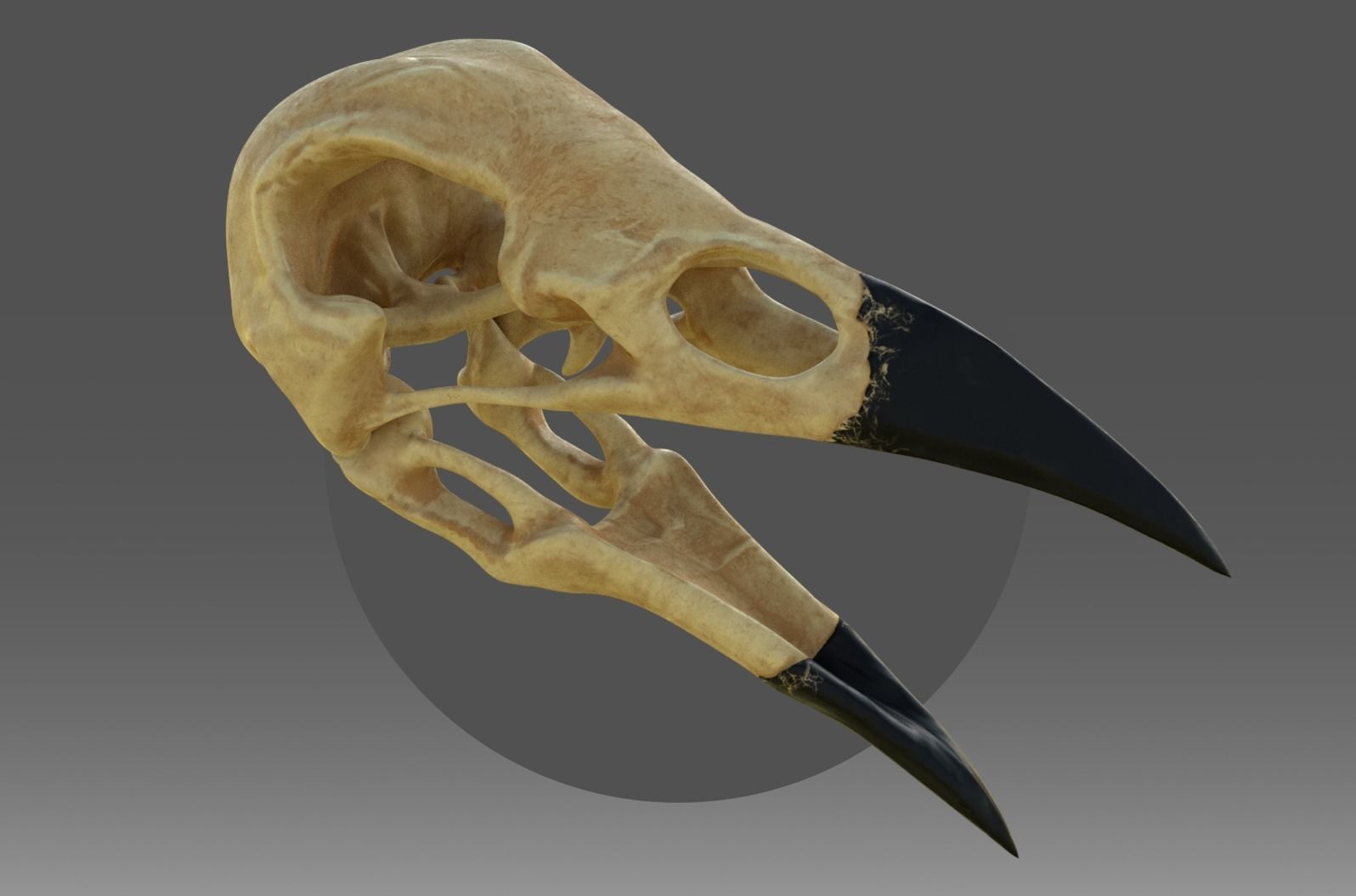 Raven skull Low-poly 3D model_4