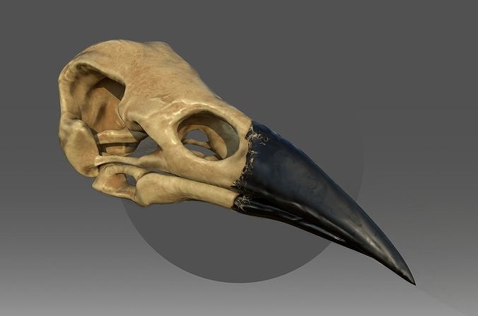 Raven skull Low-poly 3D model