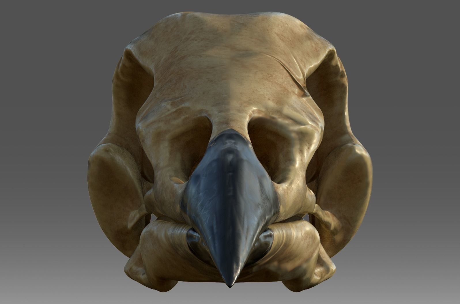 Raven skull Low-poly 3D model_2