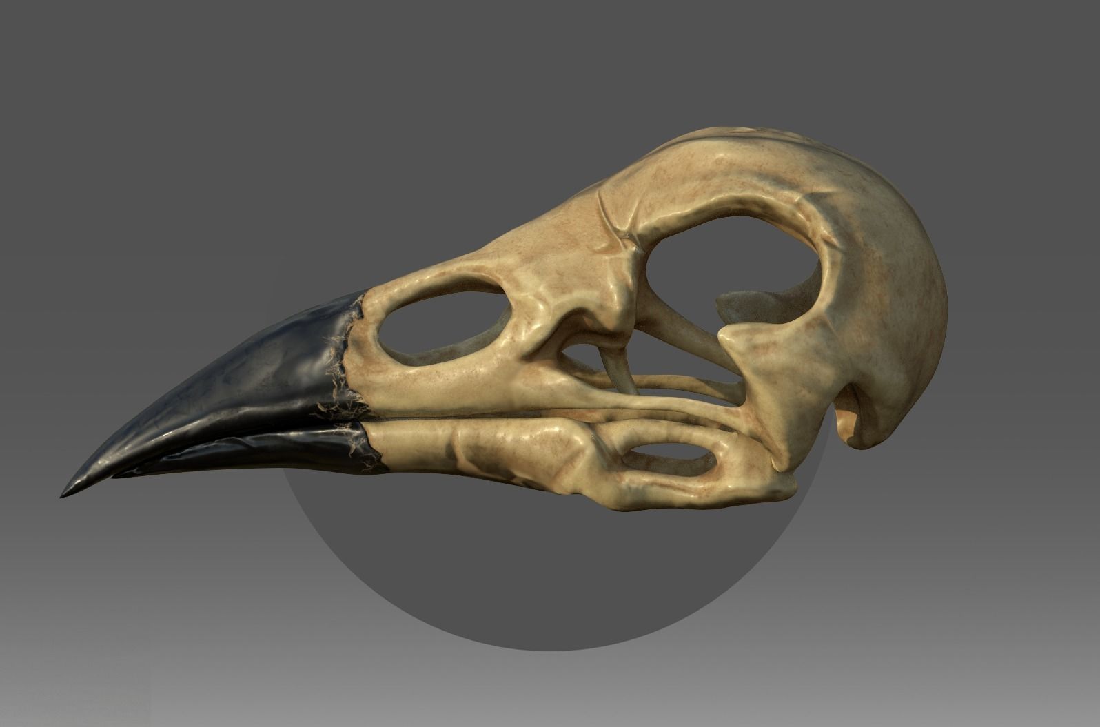 Raven skull Low-poly 3D model_1
