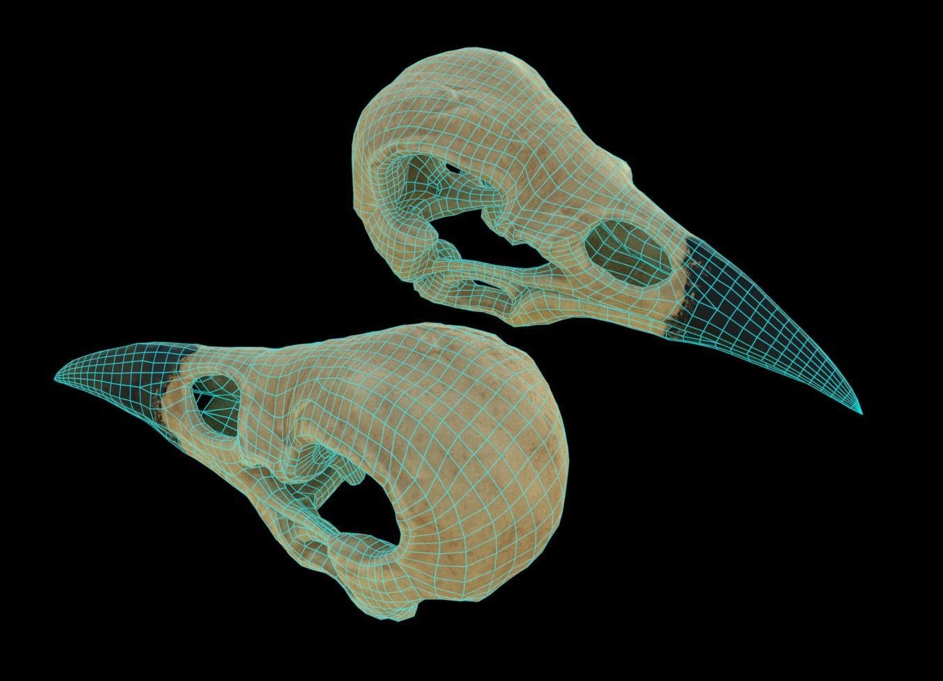 Raven skull Low-poly 3D model_7