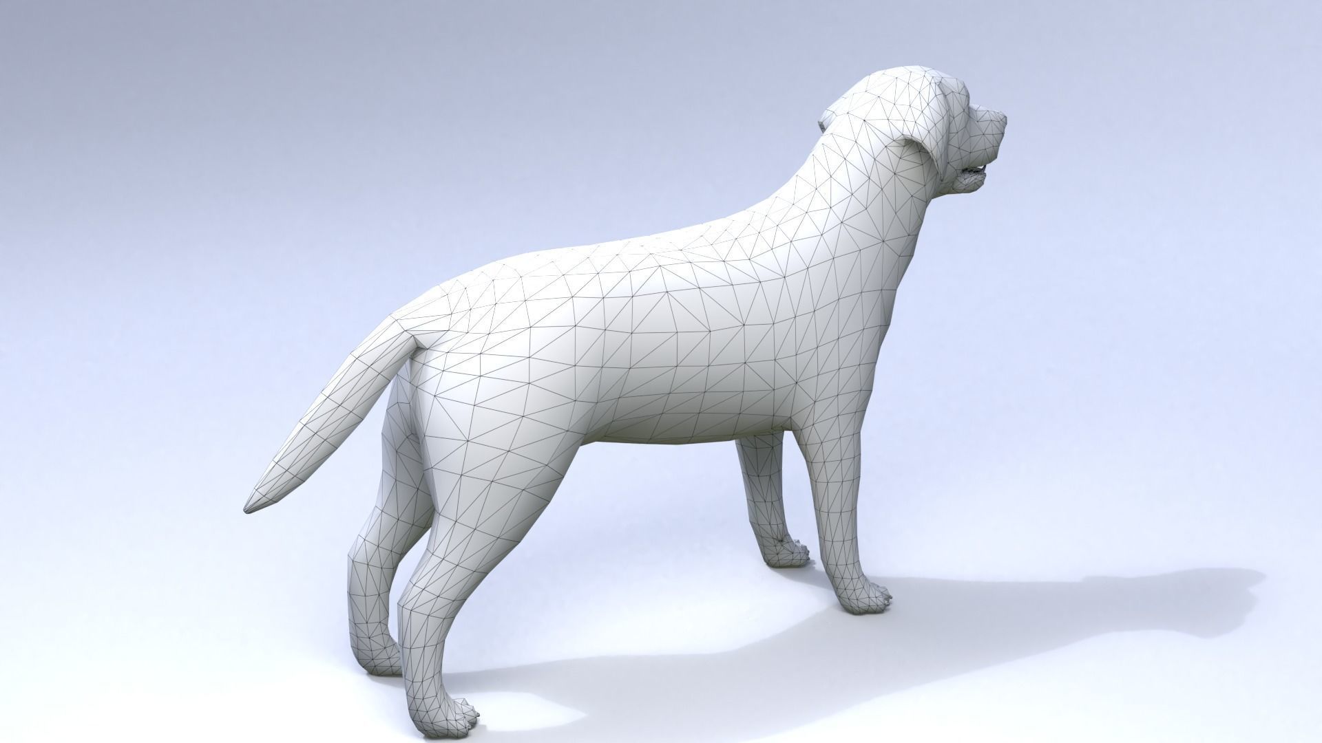 Labrador retriever Low-poly 3D model_3