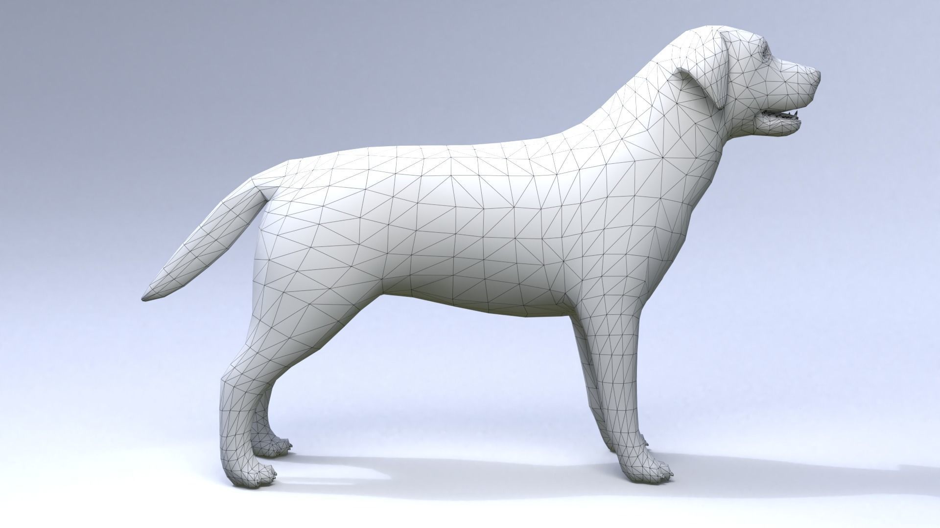 Labrador retriever Low-poly 3D model_9