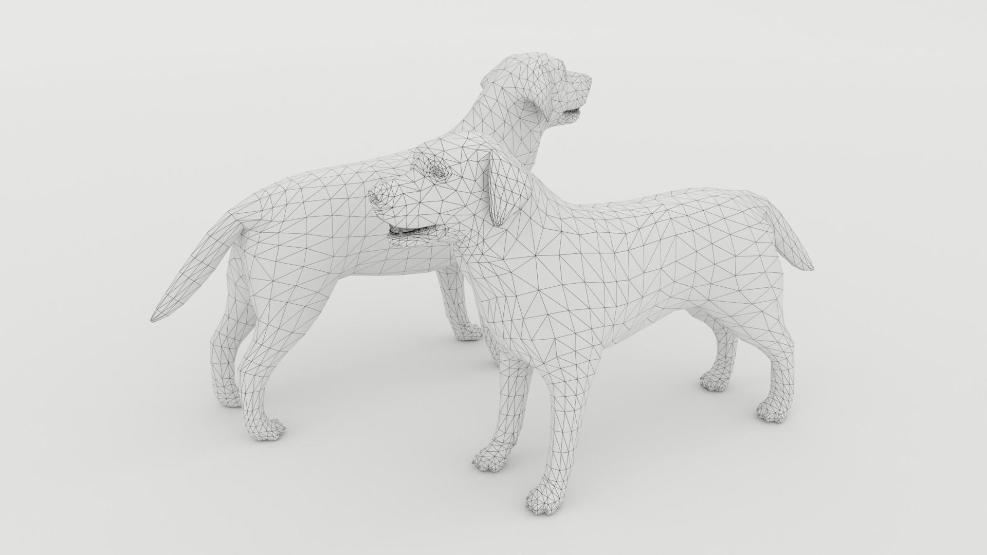 Labrador retriever Low-poly 3D model_7