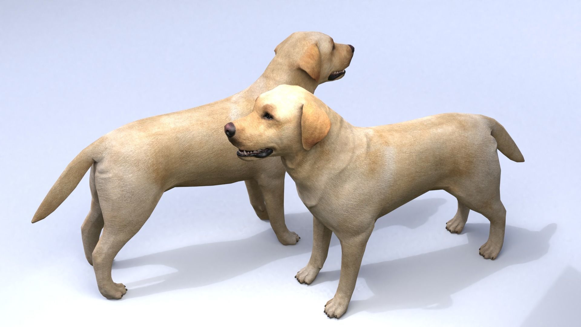 Labrador retriever Low-poly 3D model_6