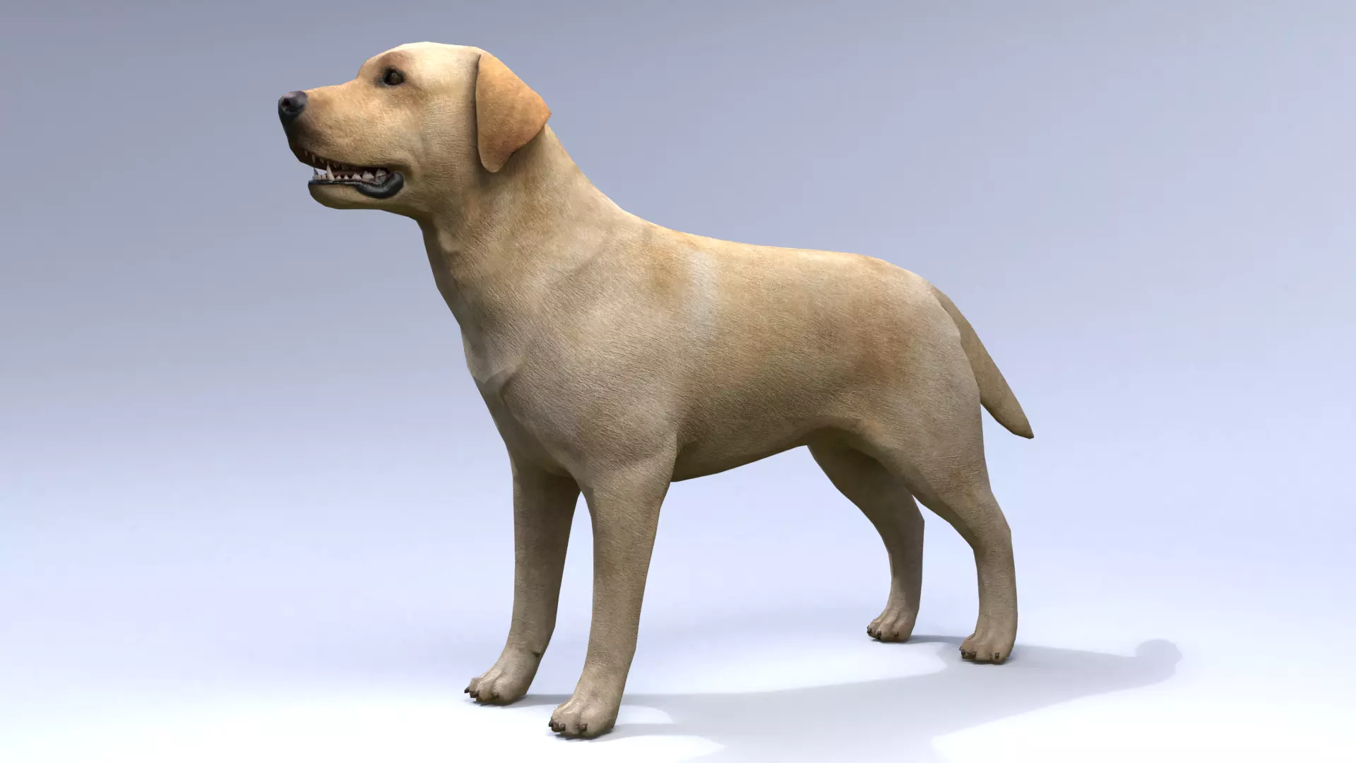 Labrador retriever Low-poly 3D model_0