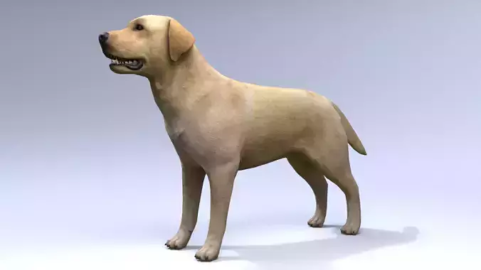 Labrador retriever Low-poly 3D model