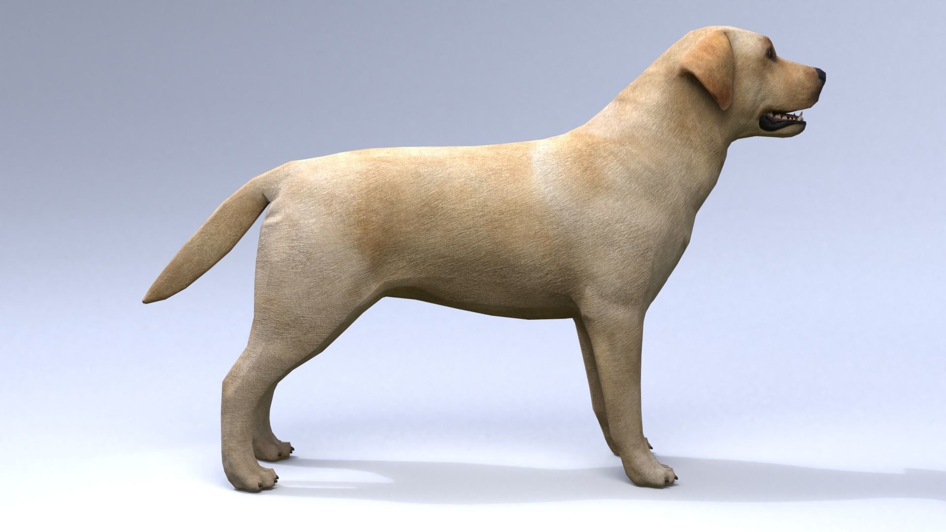 Labrador retriever Low-poly 3D model_8