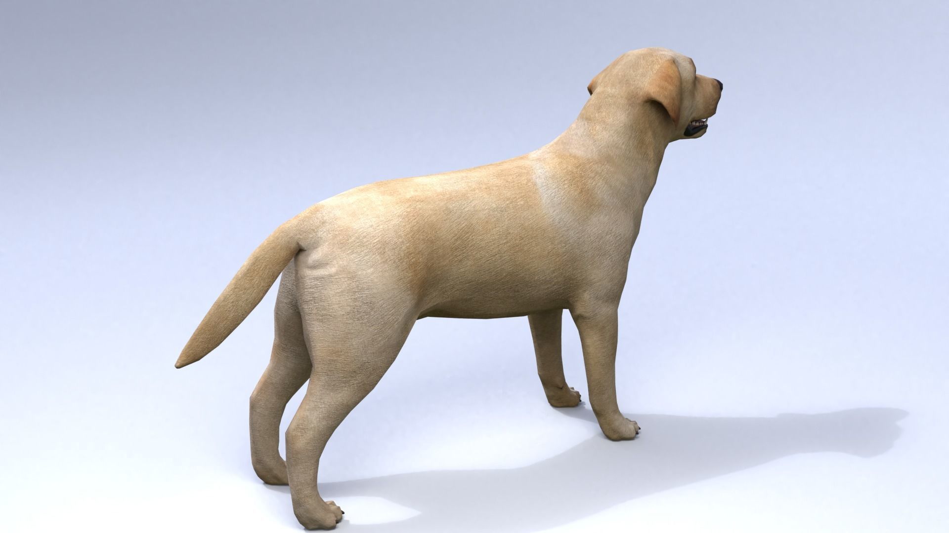 Labrador retriever Low-poly 3D model_2