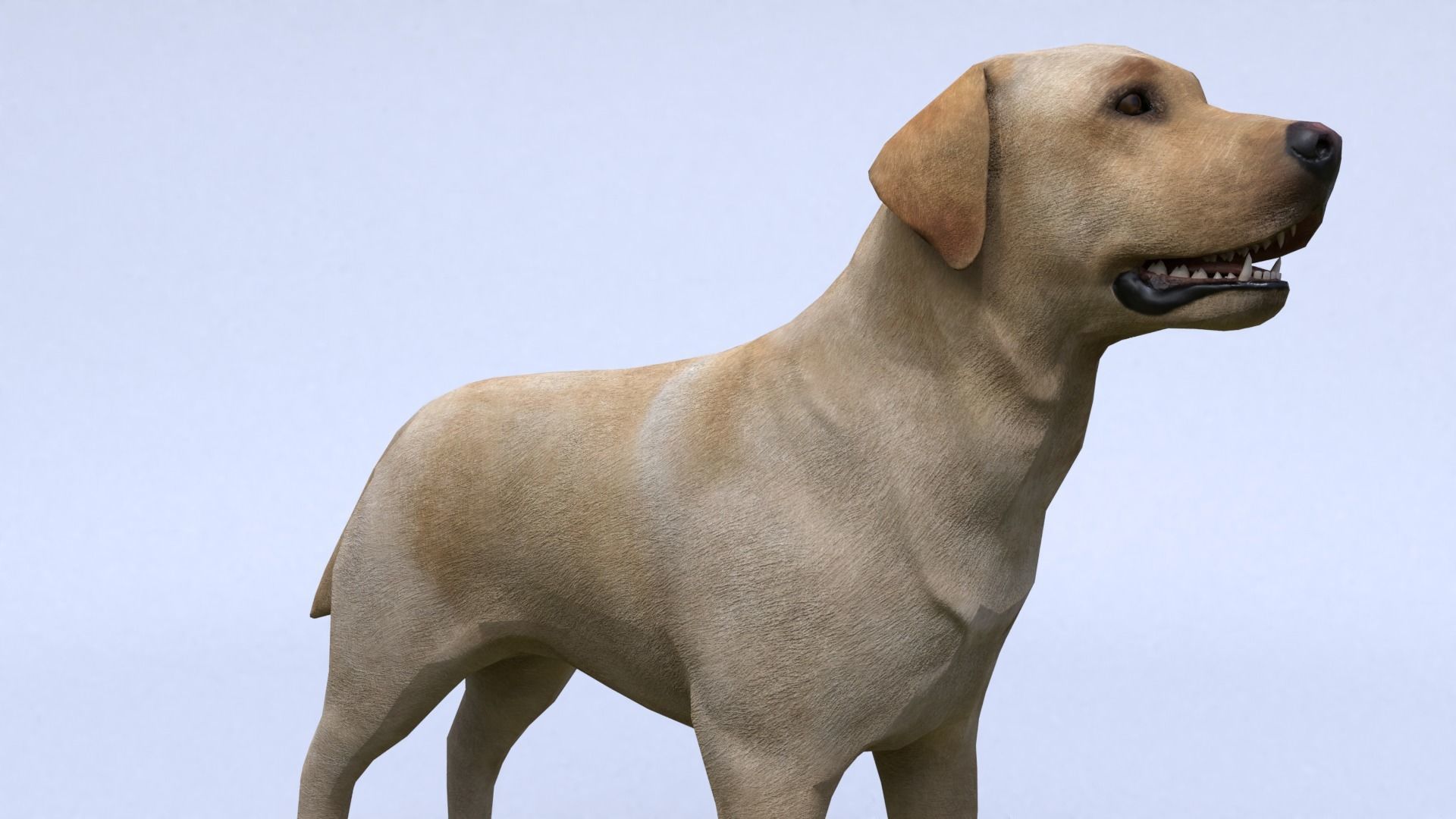 Labrador retriever Low-poly 3D model_4
