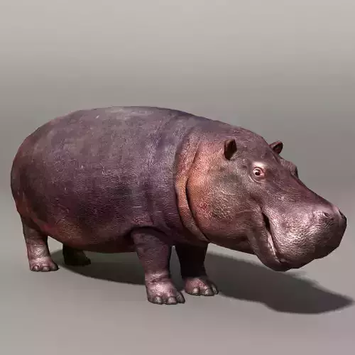 Hippopotamus hippo Low-poly 3D model