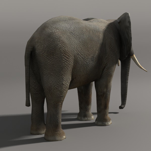 Elephant and Rhino Low-poly 3D model_2