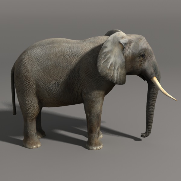 Elephant and Rhino Low-poly 3D model_3
