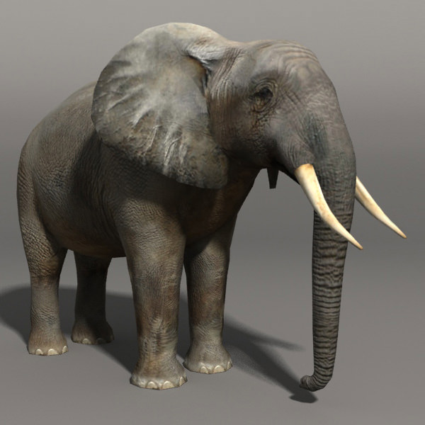 Elephant and Rhino Low-poly 3D model_1