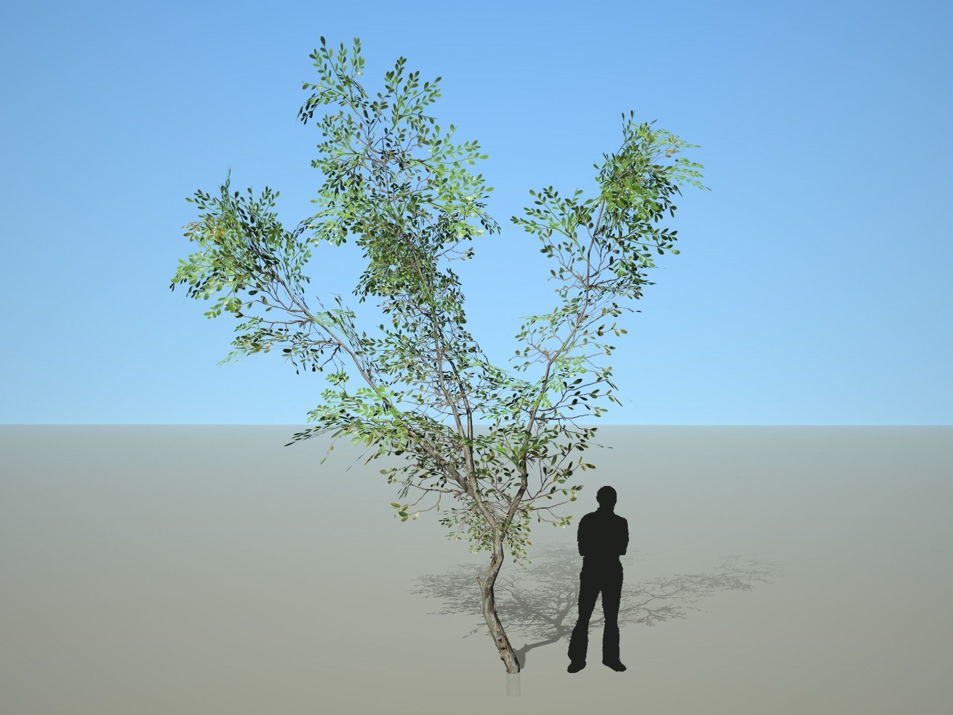 Trees - Pack 1 3D model_9