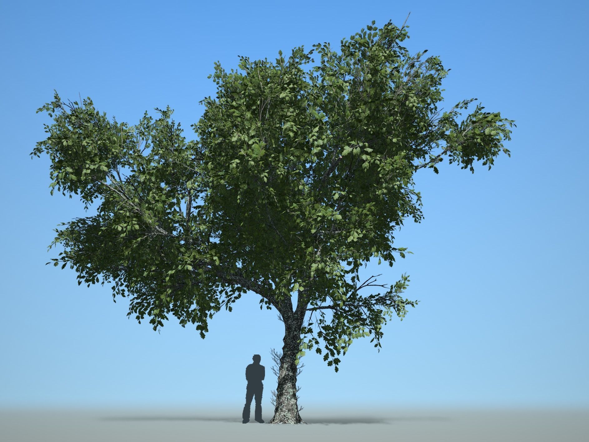 Trees - Pack 1 3D model_15