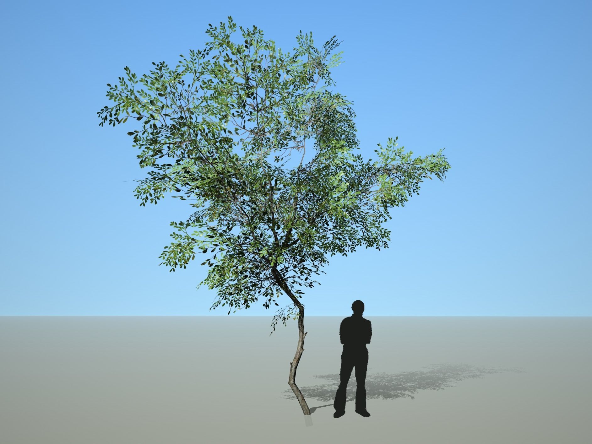 Trees - Pack 1 3D model_10