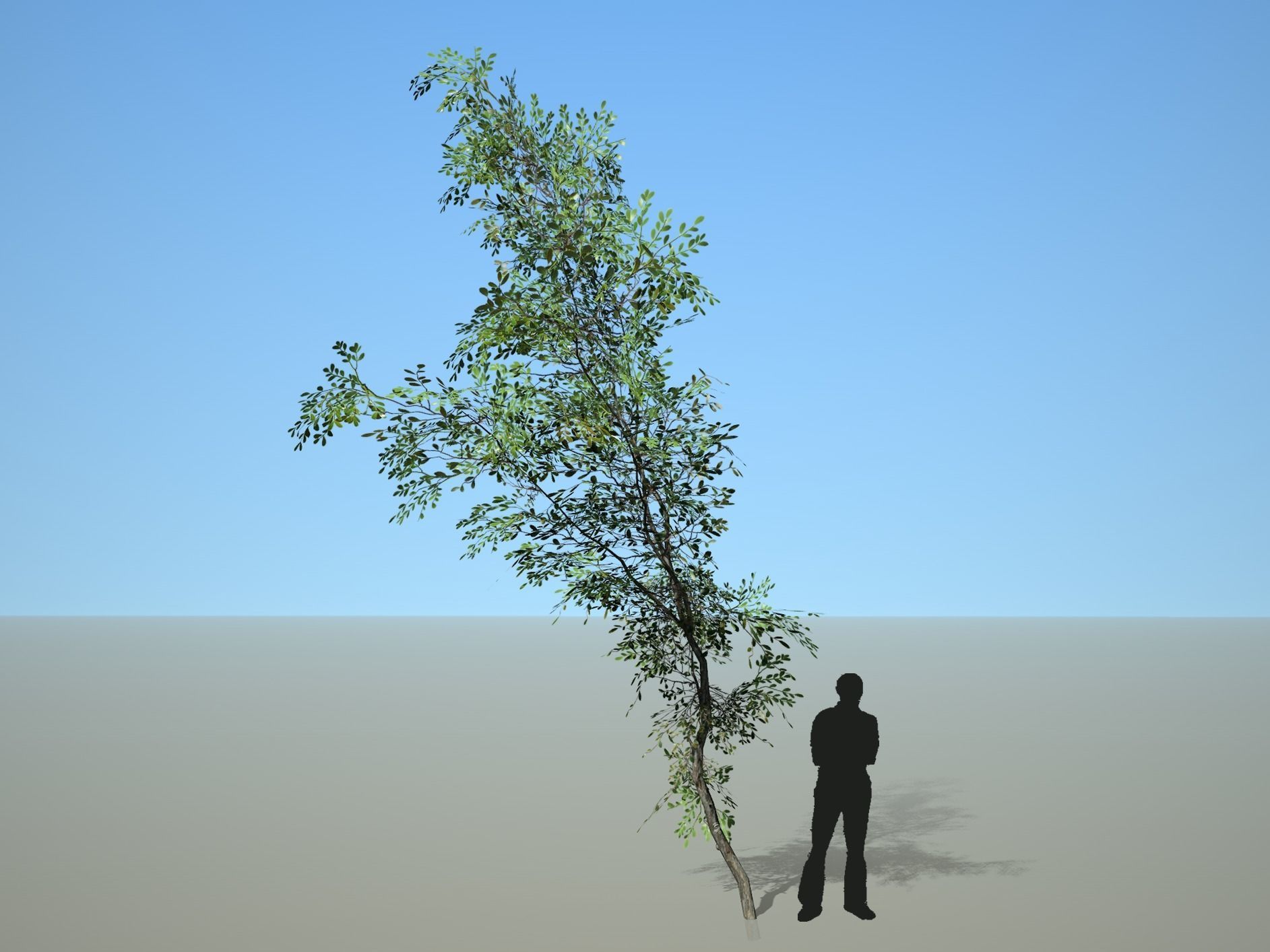 Trees - Pack 1 3D model_8