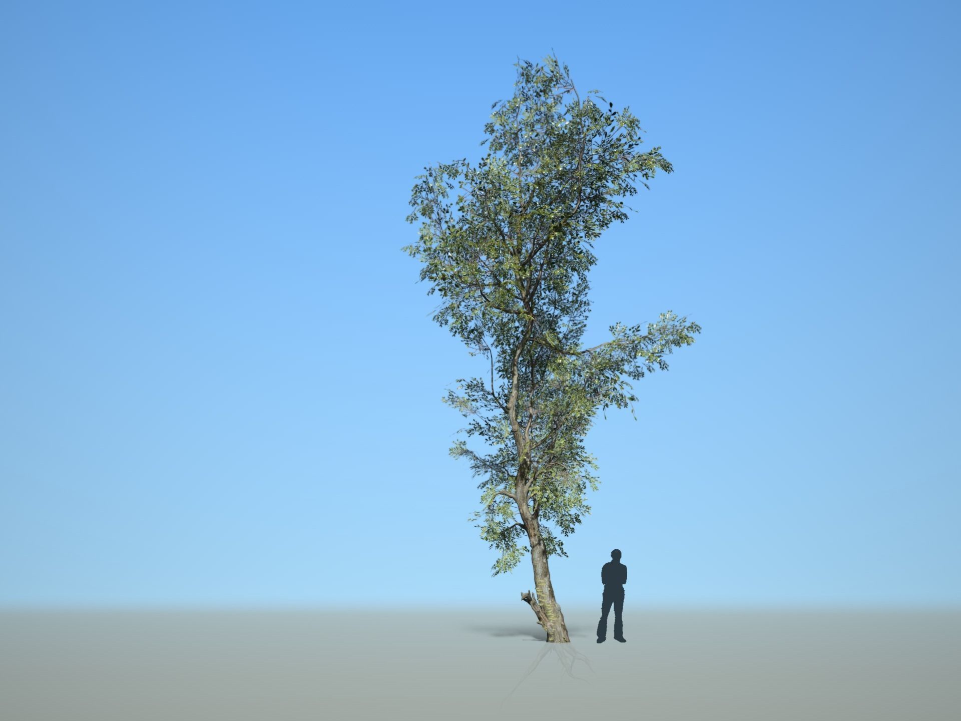 Trees - Pack 1 3D model_4
